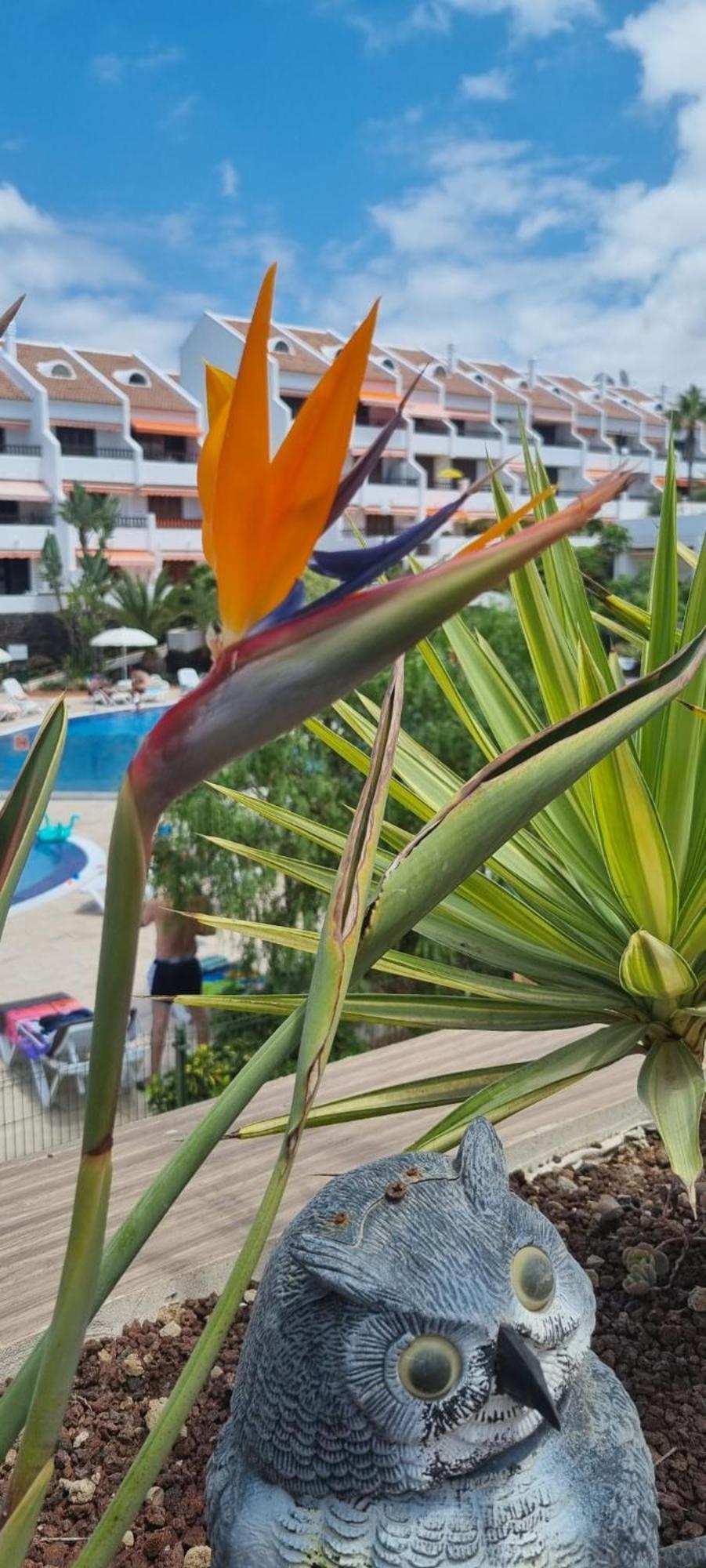 Parque Santiago I Stunning Brand New Apt 2 Bedroom Playa De Las Americas Εξωτερικό φωτογραφία